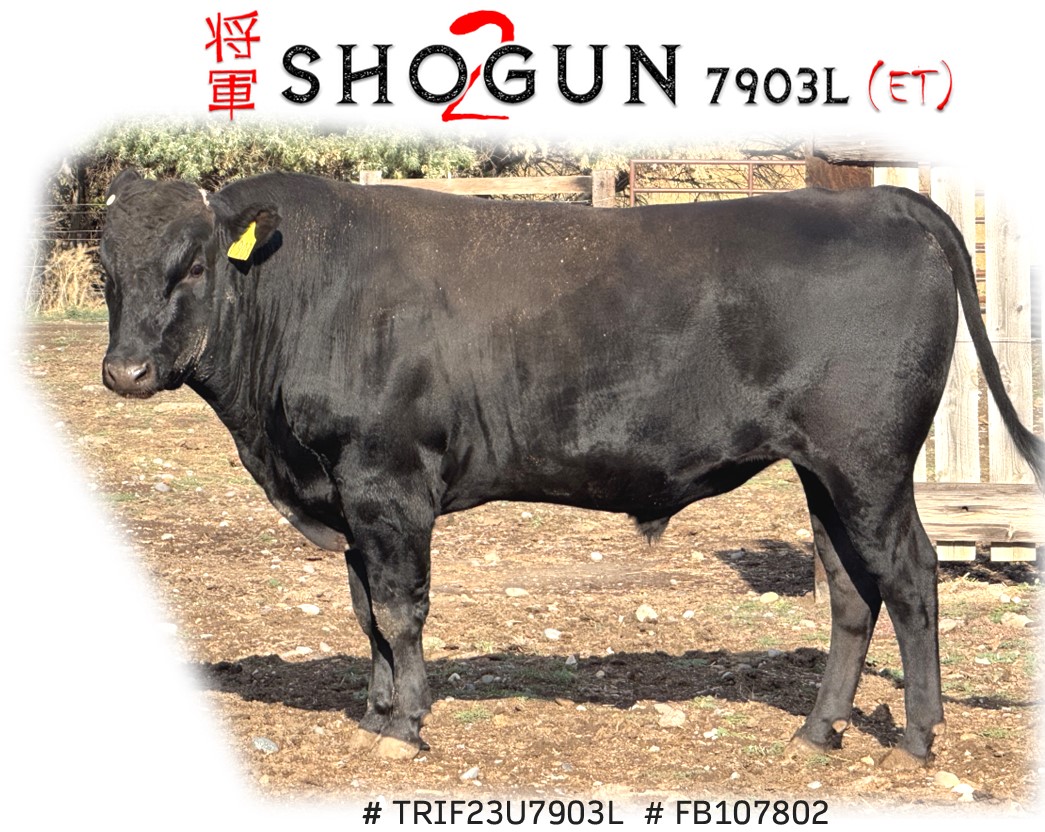 Shogun 2 7903L # TRIF23U7903L  # FB107802 - Flying A Wagyu 100% Full Blood Black Wagyu